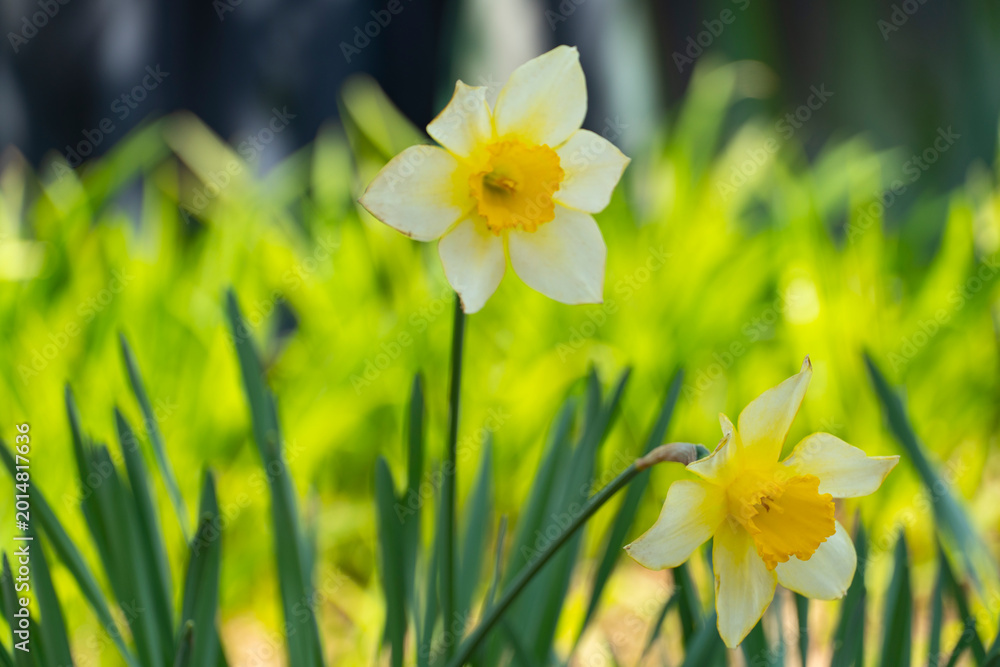 Obraz premium Yellow Daffodils Blooming in Spring Garden