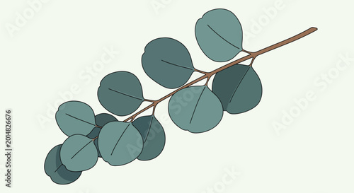 Delicate eucalyptus stem with small rounded green leaves.