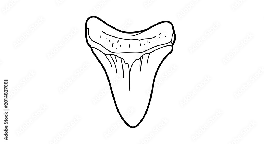 Obraz premium Shark Tooth Fossil Outline Drawing.
