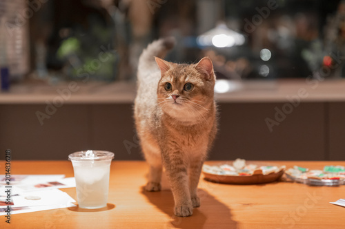 Quadro su tela The British Shorthair cat is standing on the table
