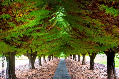 Foto Soldiers Memorial Avenue in Port Arthur - Tasmania