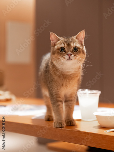 The British Shorthair cat is standing on the table