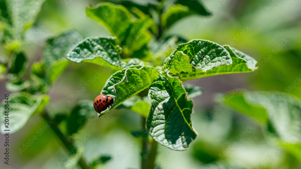Obraz premium Colorado beetle eats a potato leaf