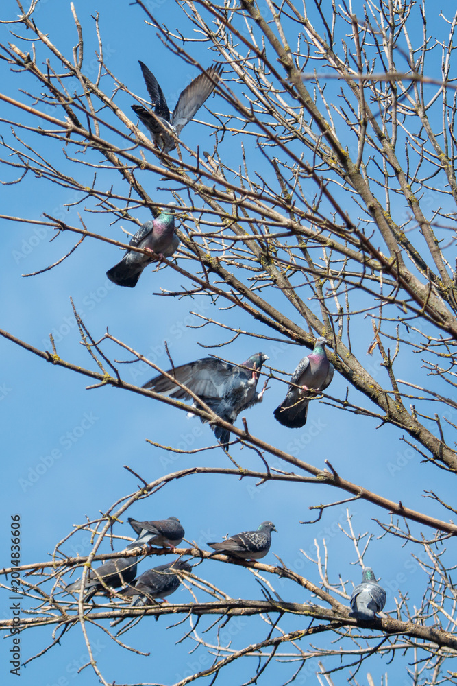Fototapeta premium Rock doves sit and fly among leafless twigs on bright day