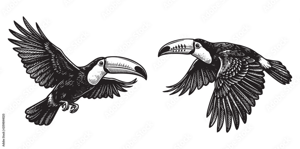 Fototapeta premium Vintage Hand-Drawn Flying Toucan Set, Detailed Tropical Bird Etching Style