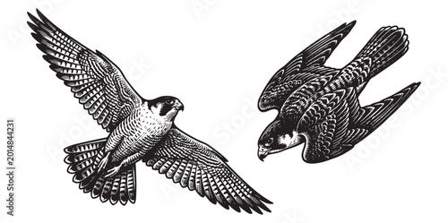Obraz na płótnie Peregrine Falcon Flight and Diving Set, Detailed Vintage Bird of Prey Engraving
