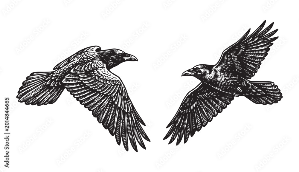 Obraz premium Flying Raven and Crow Portrait Set, Classic Hand-Drawn Bird Etching Style