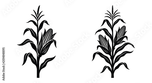 Photos Corn stalk silhouettes against a white background