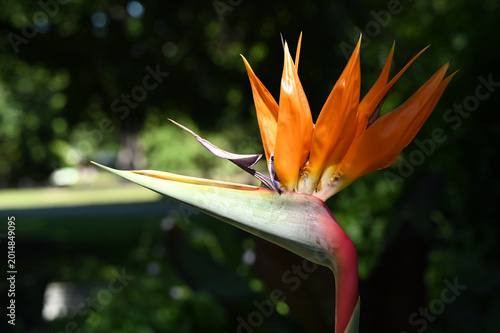 Vibrant Bird of Paradise flower glowing in natural sunlight against a lush tropical garden background