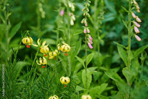 Photos Nature, flowers and plant growth in meadow for pollination, horticulture and evergreen leaves
