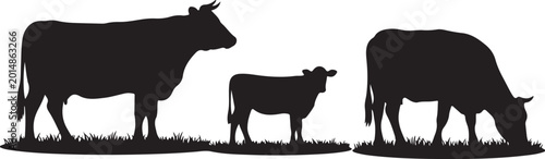 Fotografía Black cow silhouettes grazing in grass