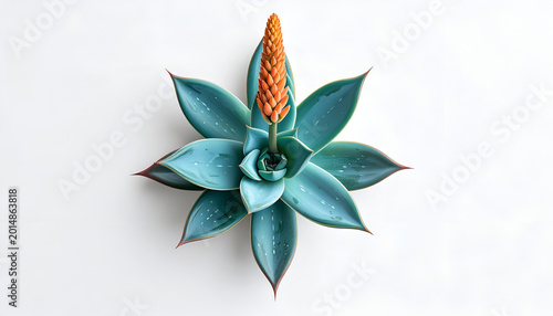 Top View of a Vibrant Blue Agave Plant with Orange Flower Spike.