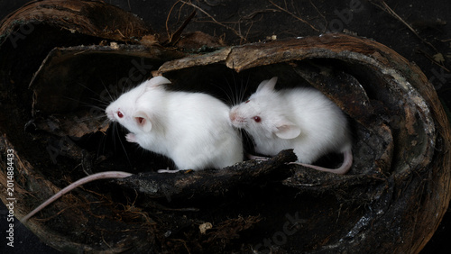 Foto White albino laboratory mice (Mus musculus) hiding inside a natural coconut husk on a black background