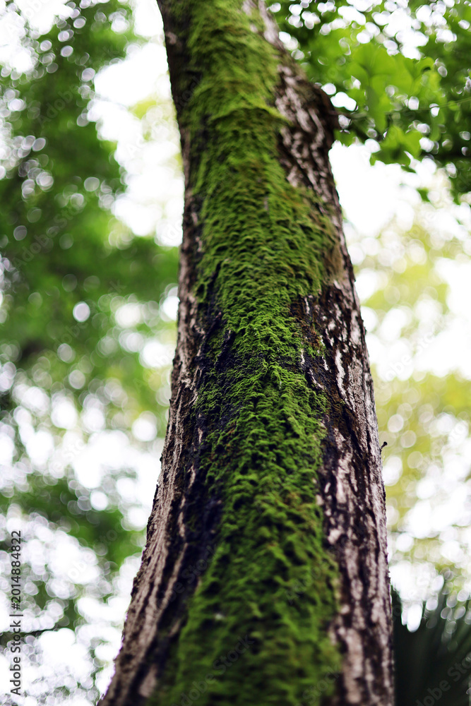 Obraz premium Green moss growing on a textured tree trunk.