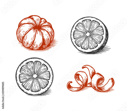 Fotografía Citrus fruit section showing pulp and pith in a vintage scratchboard illustratio