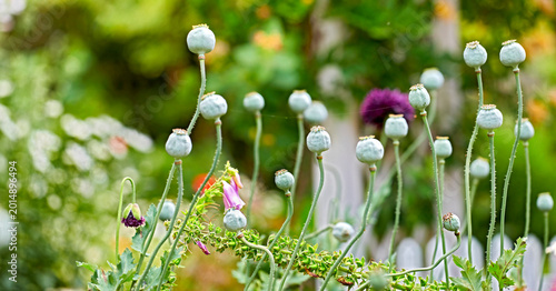 Quadro em tela Flowers, pod and blossom with seeds in nature for pollination, botanical growth and germination