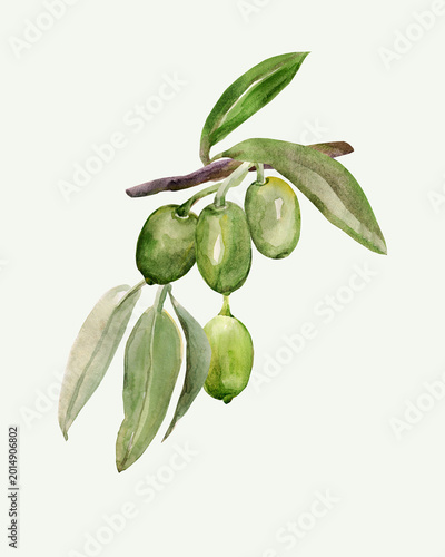 Watercolor olive tree branch. Image on white and colored background. Patten.