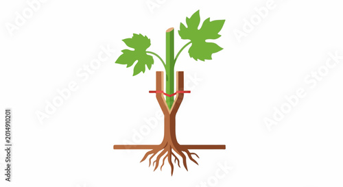 Plant grafting technique showing a scion and rootstock joined