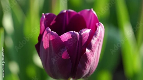 Single dark purple tulip bud opening in bright sunlight, soft focus green garden background, natural beauty, spring bloom