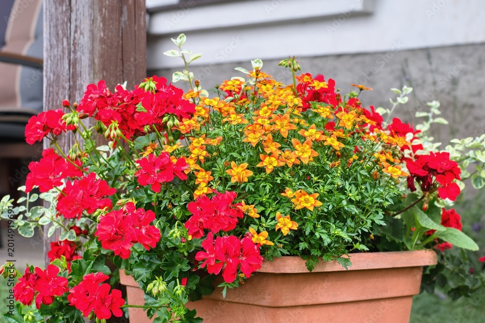 Fototapeta premium Yellow Bidens ferulifolia and red Geranium - garden inspiration for potted plants.