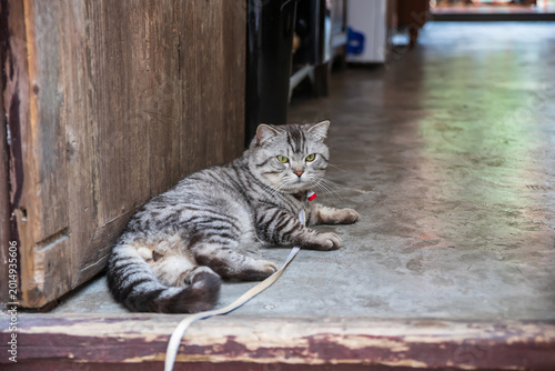Fotografía Gray tabby American shorthair cat sit at restaurant, Zhujiajiao town