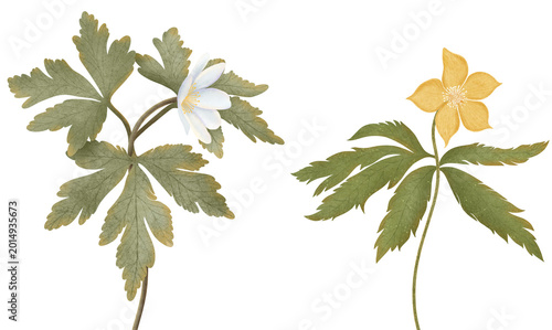 Foto Anemonoides Nemorosa Botanical Watercolor Illustration of Wood Anemones