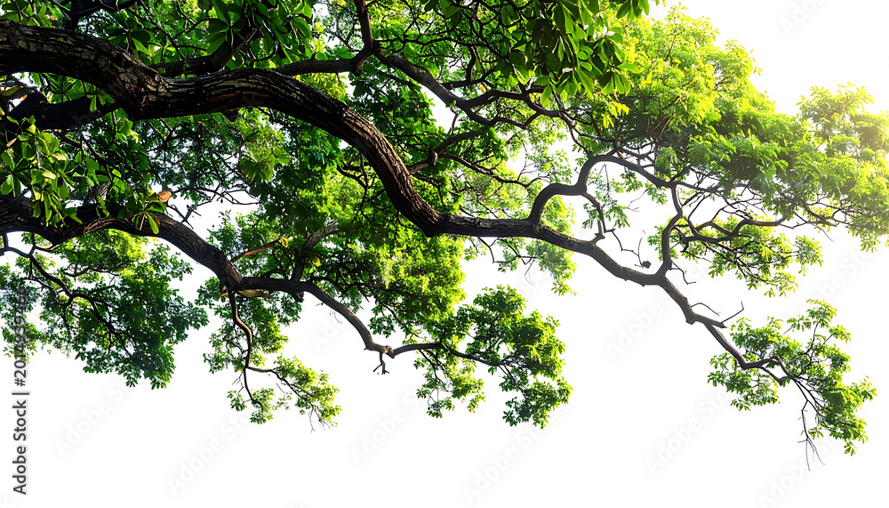 Fototapeta premium Vibrant green tree branches with lush leaves against a bright white sky, sunlight filtering through, evoking growth and nature