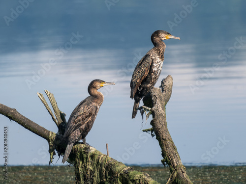 Tableau sur toile Cormoranes descansando