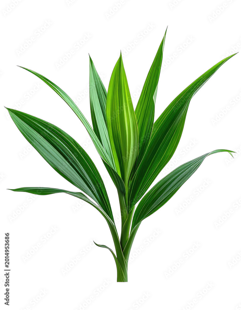 Fototapeta premium A vibrant pandan leaf stands out against a stark black background, showcasing its elegant form.