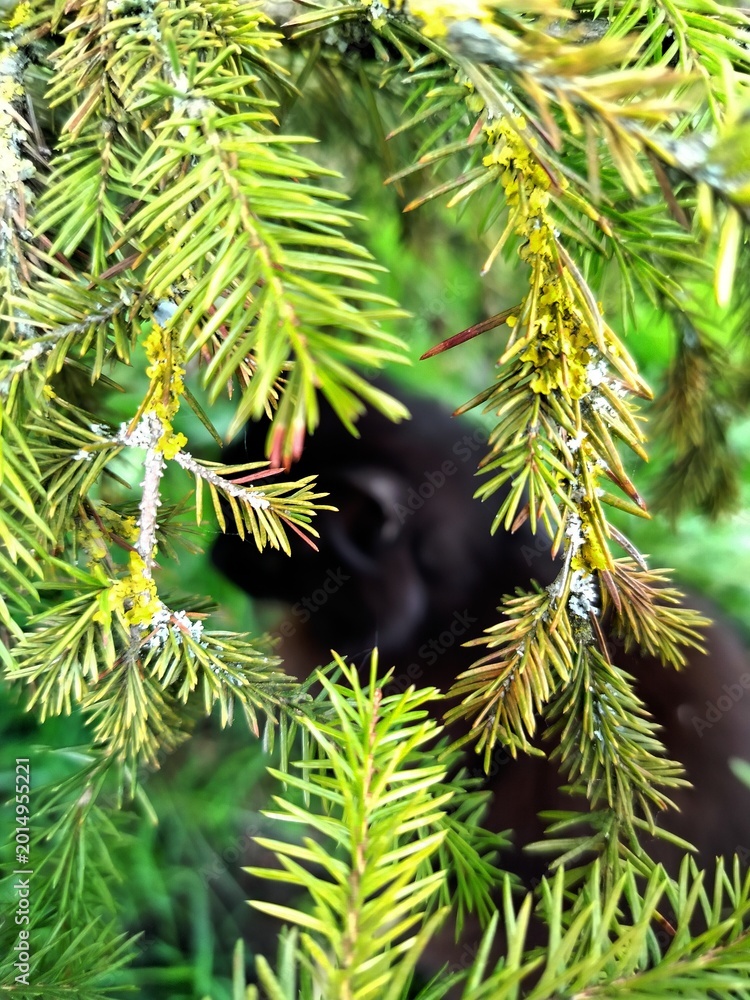 Fototapeta premium Close-up portrait of a black cat with bright yellow eyes peeking through spruce branches and green grass. Concept of mystery, nature, and domestic pets exploring the outdoors.