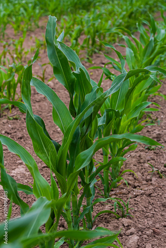 An industrial field of corn sprouts growing in black soil. Corn grow in beautiful rows at sunset. Agricultural landscape