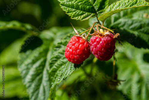 Tableau sur toile Ripe red raspberries on the branches of a bush