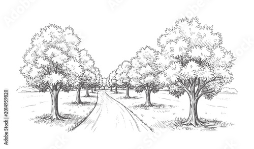 A winding dirt road lined with trees in a sketched landscape nature black
