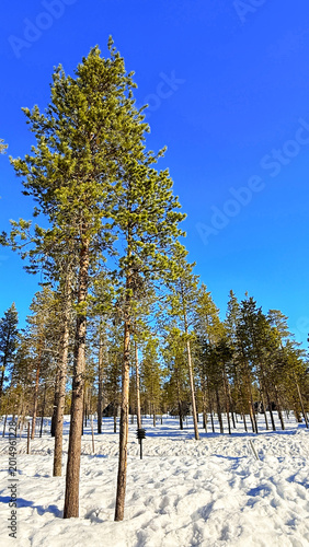 Beautiful sunny winter pine trees in Finnish Arctic Landscape in Lapland, Finland