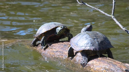 Red-Eared Sliders (Trachemys scripta elegans) Interacting On Log