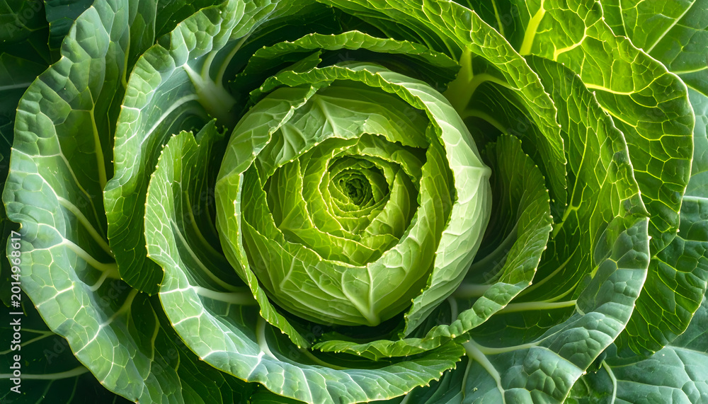 Obraz premium Close-up Macro View of a Fresh Green Cabbage Head.