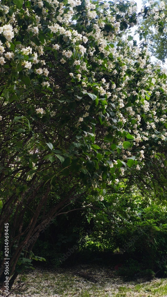Fototapeta premium Lush green foliage tunnel with dense white flowering branches and natural sunlight filtering through. for advertising, marketing, website, banner, editorial, and social media use