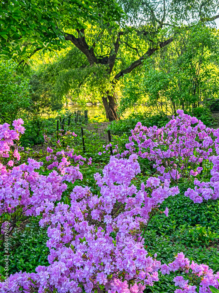 Naklejka premium Central Park in spring, early morning