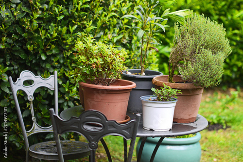 Plants in pots on iron table in garden,  old fashioned chair, against green heade, Bergamo, Italy.