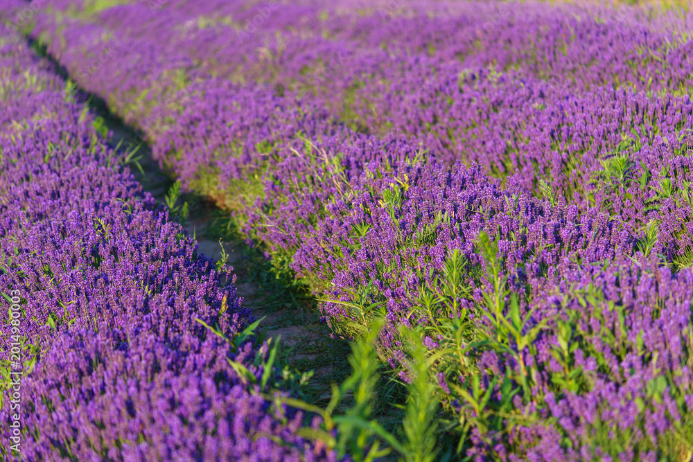 Obraz premium Wide view of blooming lavender field under strong summer light. Rows of vibrant purple flowers create stunning natural texture, representing fragrance. Landscape, natural background, herbal wallpaper