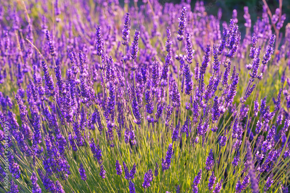 Obraz premium Close up, macro view of vibrant purple lavender flowers in soft evening sunlight. Golden light, delicate texture and fragrant essence of blooming plants in full summer. Natural background, lanscape