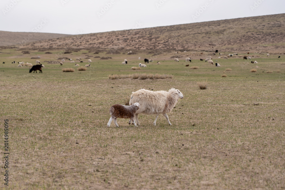 Fototapeta premium family sheep
