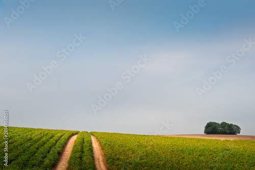 road in green field and blue sky