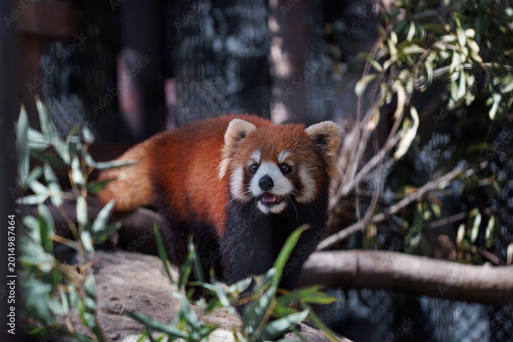 Naklejka premium 動物園で竹の葉を食べる目がぱっちりかわいいレッサーパンダ