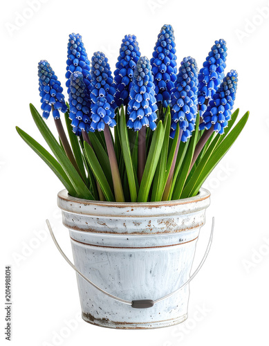 A vibrant bouquet of blue grape hyacinths blooms within a rustic, white bucket against a stark black background.