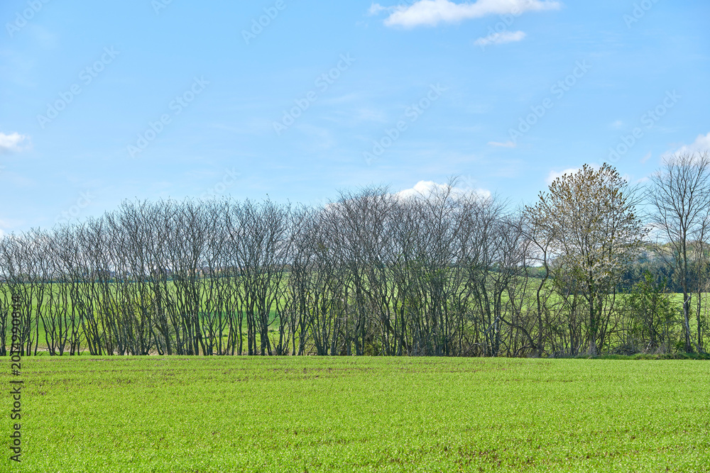 Naklejka premium Trees, field and blue sky with nature, growth and countryside for landscape background and outdoor. Early spring season, environment and empty land with eco friendly, sustainable and mockup space