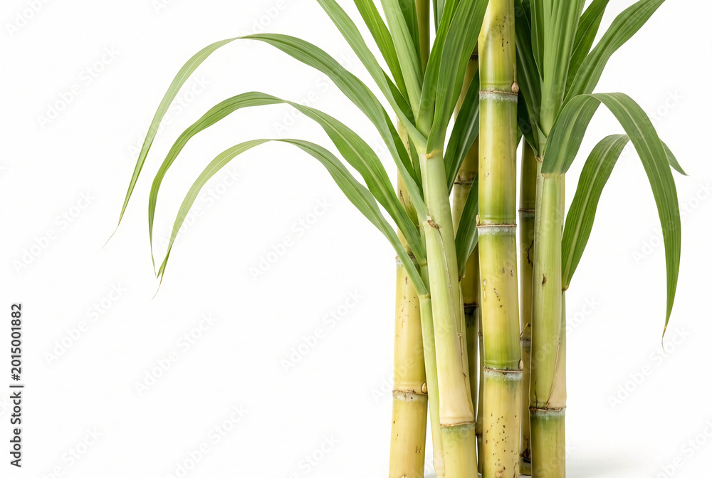 Fototapeta premium Fresh sugarcane stalks with green leaves isolated on white background. Raw sugar cane stems, tropical agriculture plant for food industry. High-quality studio shot with copy space on left.