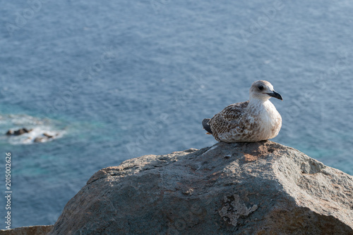 Tablou pe pânză A young seagull is perched calmly on a sunlit rock overlooking the vast blue ocean