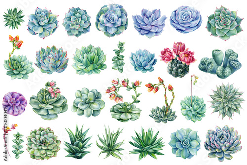 succulent watercolor clipart collection with echeveria aloe cactus lithops and flowering plants for botanical design