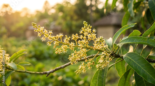 Mango tree flowers in bloom